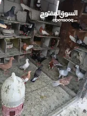  3 طير حمام للبيع في عوجان حي الملك طلال للبيع للاستفسار