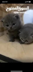  5 scottish mixed kittens