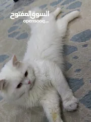  1 Persian cat