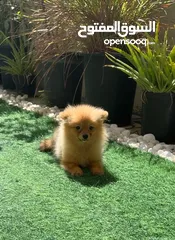  1 Pomeranian mini size male puppy