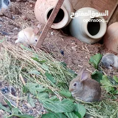  2 ارانب عدد 11 + حبش هولندي عدد 4