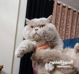  22 للتزاوج فقط ذكور جولدن غولدن بيور دم نقي لعشاق التميز