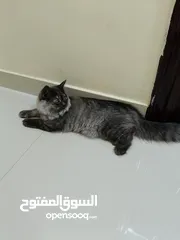  2 قط شيرازي ذكر رمادي