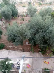  7 للبيع منزل مكون من طابقين بالإضافة إلى حديقة نصف دونم مشجر