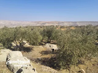  6 مزرعة للبيع