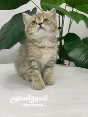  7 قطط سكوتش فولد وستريت  اقل سعر لهاد النوع للجادين فقط