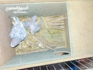  1 طيور للبيع