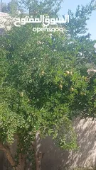  3 منزل للبيع قصر حلابات غربي قرب مصانع طيبه