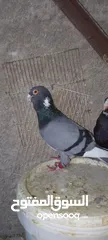  3 متاح حمام جوز