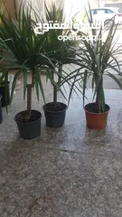  5 نباتات ضلي داخل البيت