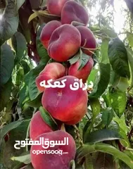  18 زراعة الحدائق