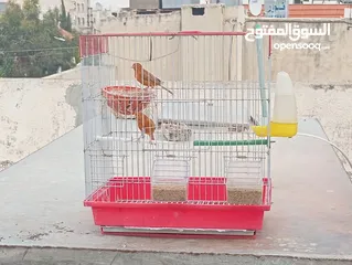  3 جوز كرزي وطيرة بيضا اقرأ الوصف