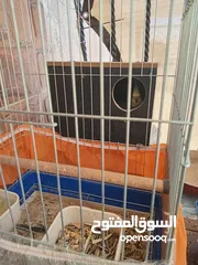  9 6 فراخ كوكتيل بحالة ممتازة يمكن بيعهم كامل ويمكن بالحبة للبيع ويوجد حبتين كوكتيل عمرهم شهرين