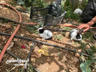  10 10أرانب صغيرة مخلط الاعمار