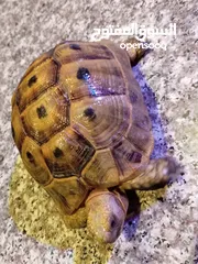  19 قطه و قط كتن كتنز بيبي القطه همالايا و صغيره شيرازي ابيض  و  سكوتش مع 7 اولاد و قنفذ و سلحفاه و بطه