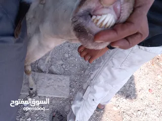  5 نعجه قبرصيه