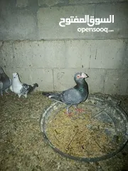  7 طيور حمام للبيع