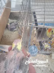  6 طيور كوكتيل جوزين مع فراخهم كل جوز معه فرخبن 75
