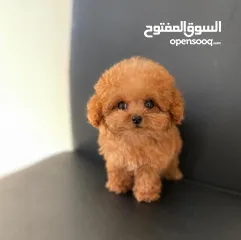  3 Toy Poodle Puppy