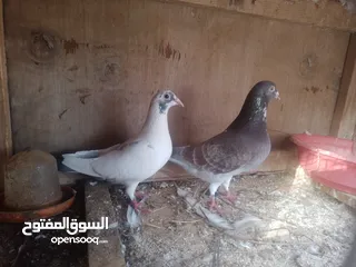  7 زوز كوبيات زاجل للبيع