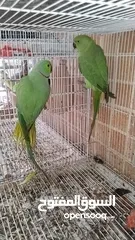  11 Green parrot 2 breading pair eggs also 100% bread pair