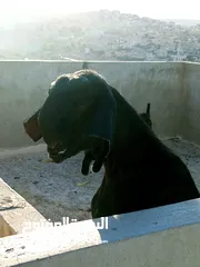  10 سخلتين شاميات ثنايا