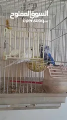  17 حب هوجو روما