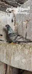  1 فحل قرقاطي لابيع