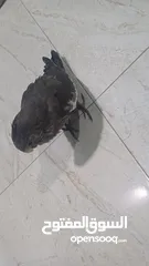  2 اليف ويسمع الكلام الطير الكوكتيل يفضل شراءه انهو ممتع