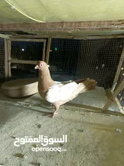  3 حمام مشكل بسعر حرق