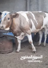  3 بسم الله ماشاء الله
