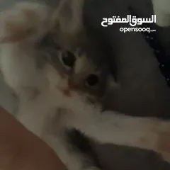  10 قطة صغيرة للبيع ( عمر شهرين تقريباً )