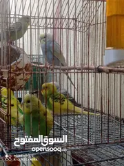  2 طيور الحب مراوس بزواجل صفر