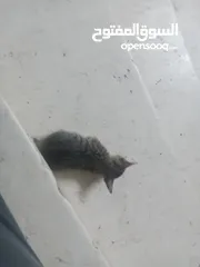  3 بسس للتبني