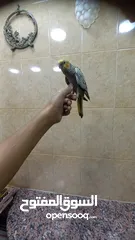  2 ببغاء كوكتيل اليف وعمرو صغير