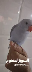  3 طير دره لون مميز اليف جدا وذكي متكلم زق يدوي