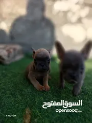  7 فرنش بولدوج و بومرينين  French Bulldog and  Pomeranian