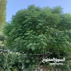  16 مزرعة فخمة خاصة مع فيلا دوبلكس للبيع في أرقى مناطق السلط ام جوزه ، إطلالات ساحرة وخلابة