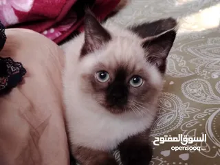  12 50days Ragdoll mix with Persian