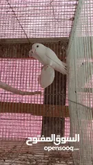  22 African love birds and cockatiels breeding pair