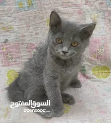  13 kittens Scottish fold and Scottish straight  قطط سكوتش فولد وسكوتش ستريت