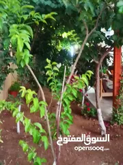  18 شقه للبيع مساحة 330م 150م داخلي و180 خارجي.