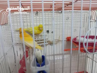  1 جوز كنار شغال الذكر جزري تغريد نار والأنثى ليموني معبيه مع قفص 3 معالف   مخلف كنار أنثى ليموني.