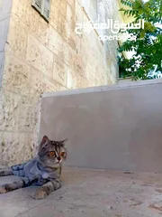  5 قطه شانشيلا أنثى حامل من بلدي مكس على وجه ولاده لون سكني عمر القطه 7 أشهر قطه جميله ومنزليه ومابتوسخ