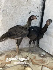  4 ‏متاح فرختين بناديق أذناب مستواهن الصلاة على النبي للبيع او للبدل علا طيورالموقع عجلون قرية سفينه