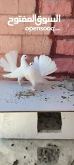  2 good condition breeding pair fantail white dove with long leg feather trained to fly and come back