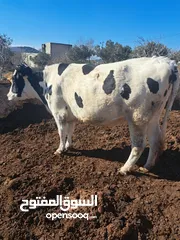  2 بكيره لحم ثقيله