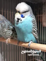  1 للبيع جوز انغلش حجم حلو