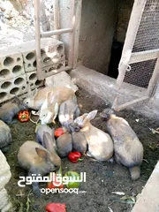  2 ارنب بلدي وزن 2كيلو