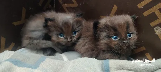  1 Himalayan Persian Cat Kittens - Coffee Brown